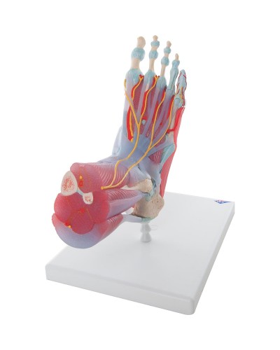 Foot Skeleton Model with Ligaments and Muscles